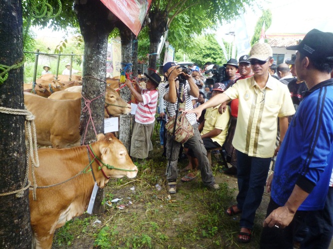 GN/Masdawi Dahlan Bupati Achmad Syafii tengah meninjau sapi program Instan Satu Saka.