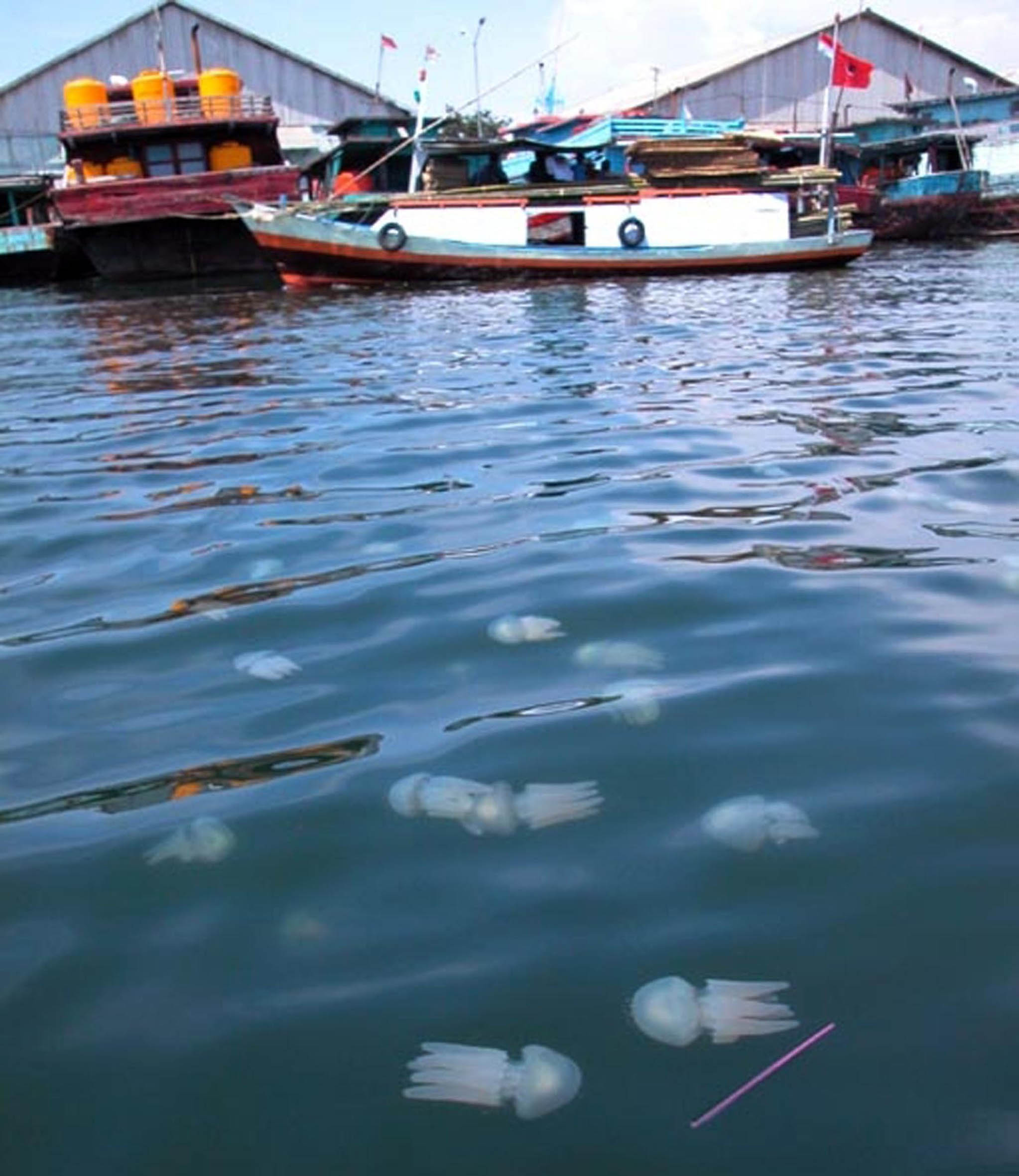 GN/IKHSAN MAHMUDI SERANGAN UBUR-UBUR: Ribuan ubur-ubur “menyerbu” kawasan Pelabuhan Tanjung Tembaga, Kota Probolinggo.