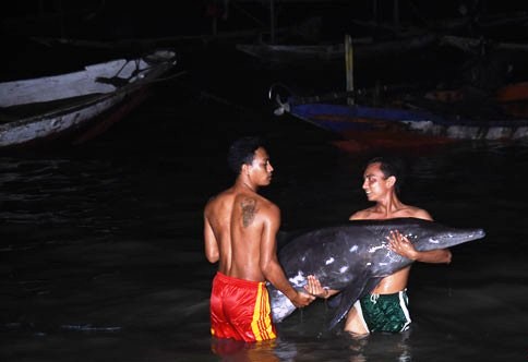 GN/Istimewa Seekor lumba lumba yang terjerat jala nelayan saat hendak dievakuasi nelayan Pantai Nambangan, Kenjeran, Surabaya, Jawa Timur, Senin (23/5/2016) dini hari.     