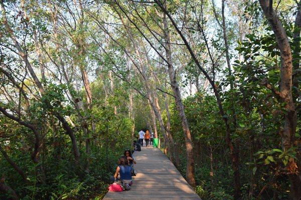 GN/Istimewa Hutan Mangrove Di Pantai Timur Surabaya diusulkan menjadi kebun raya.    